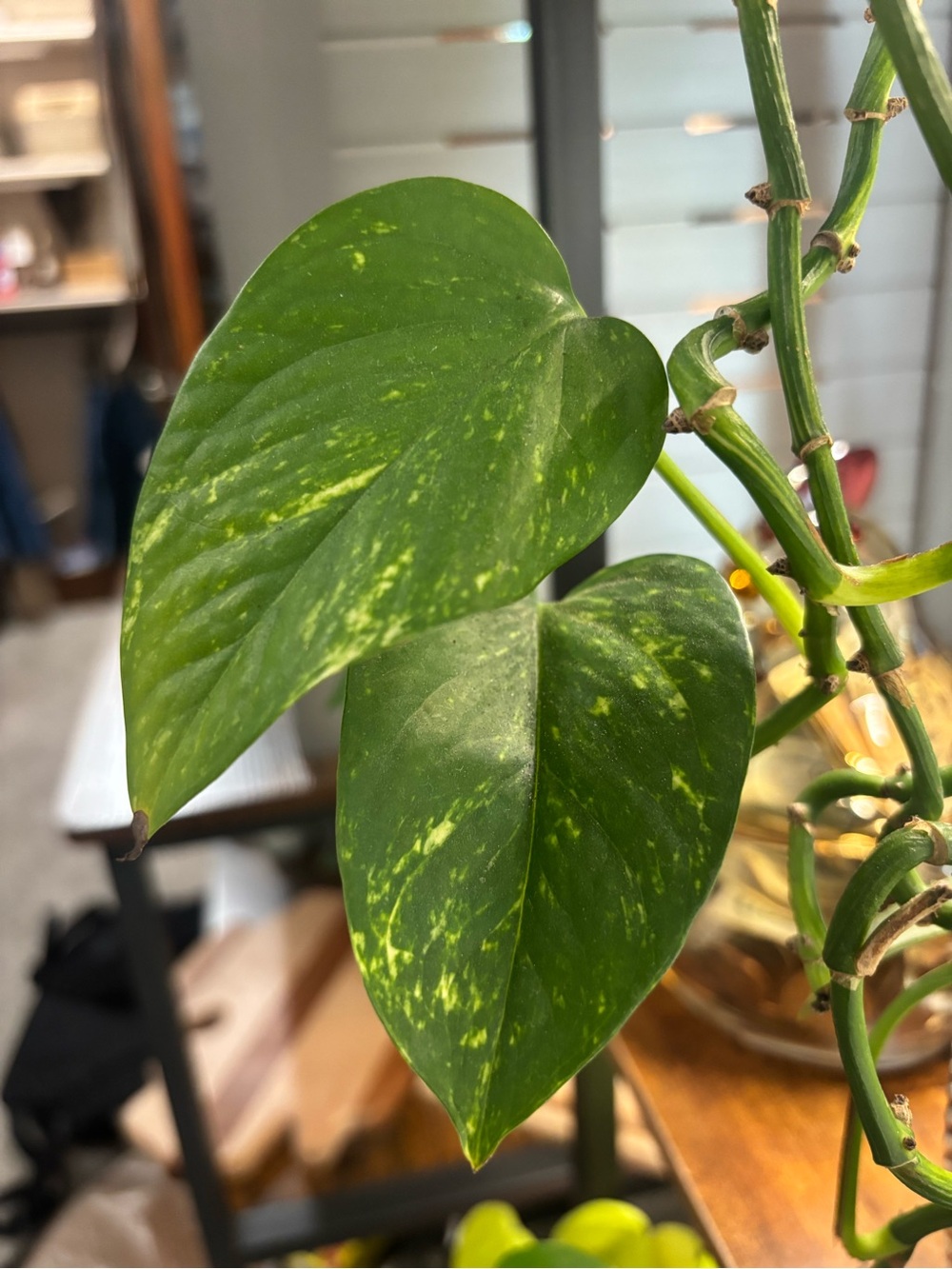 Golden Pothos Cuttings